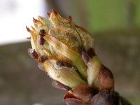 BBS Grüne KnospeMU.JPG